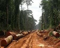 DRCongo to scrap illegal China logging contracts