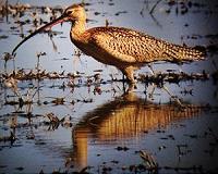 Satellite Data Helps Migrating Birds Survive