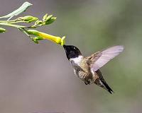 Climate change: can hummingbirds take the heat?