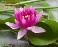 Lotus Plant-Inspired Dust-Busting Shield To Protect Space Gear
