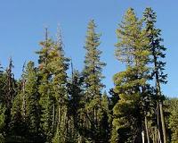 New restoration focus for western dry forests