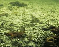 Oxygen depletion in the Baltic Sea is 10 times worse than a century ago