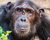 Chimpanzees seek out genetically different mates