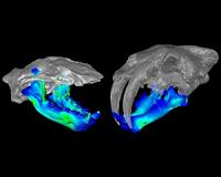 Extinct otter-like 'marine bear' might have had a bite like a saber-toothed cat