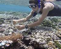 Japan volcanic island may hold key to coral survival