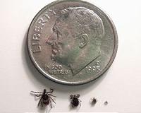 As blacklegged ticks migrate, Lyme disease follows