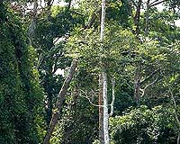 Uganda forests rapidly disappearing: study