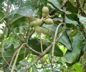 Kenya fights threat to nut cash crop