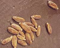 Chile battling to save a favorite clam