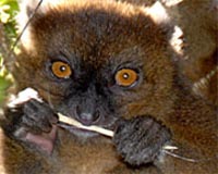 New Population Of Highly Threatened Greater Bamboo Lemur Found