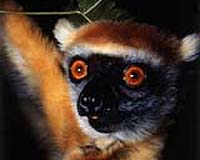Primate's Scent Speaks Volumes About Who He Is