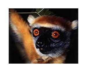 Madagascar mammals came by sea, not land: study