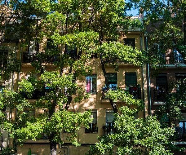 Fate of Madrid's trees takes root in vote campaign