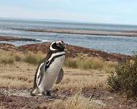 Influential excrement: How life in Antarctica thrives on penguin poop