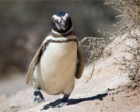 Wayward penguins in northern Brazil ship out to Patagonia