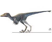 Height Or Flight