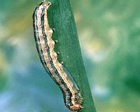 Insect-resistant maize increases yields and decrease pesticide use