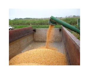 Maize diversity discoveries may help ease world's hunger pangs