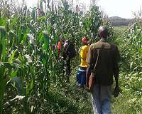 Fighting a destructive crop disease with mathematics