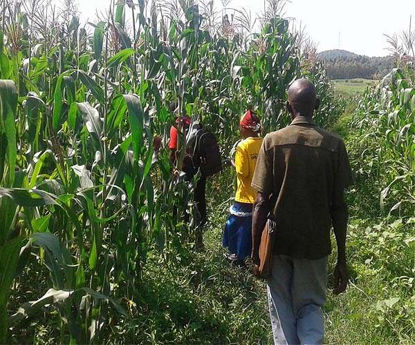 Court challenge in Kenya over GM crops