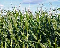 US Farmers Can Turn their Ag Waste Problems into Profit