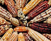 If Corn Is Biofuels King, Tropical Maize May Be Emperor