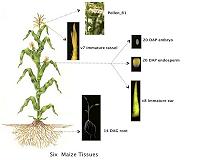 'Amazing protein diversity' is discovered in the maize plant