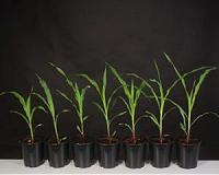 Plants less thirsty as climate warms: study