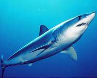 Fewer sharks equals fatter fish, research shows