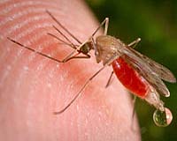 Researchers Put The Bite On Mosquitoes
