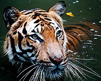 For the tiger, a year closer to extinction