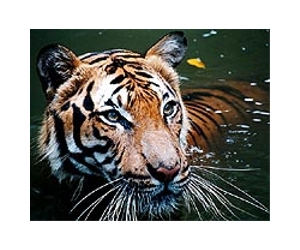 Poaching puts pressure on Malayan tiger: group