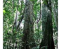 New Report On Deforestation Reveals Problems Of Forest Carbon Payment Schemes