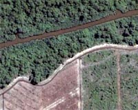 Study Finds Logging Effects Vary Based On A Forest's History, Climate
