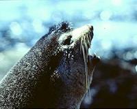 Seal pups listen for long distance calls to locate their mothers