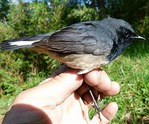 Sensational bird finding in China