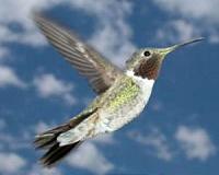 Evolution stole birds' sweet tooth, hummingbirds got it back