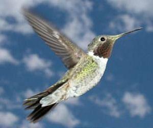 Hummingbirds make flying backward look easy