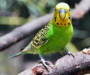 DNA Sequenced for Parrots' Ability to Parrot
