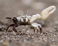 Fiddler crabs use morse code to attract mate