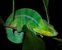 The chameleon reorganizes its nanocrystals to change colors