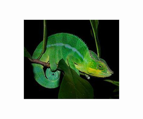 Tiny chameleon species is the world's smallest reptile