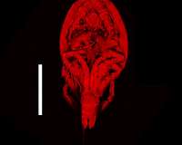 Japanese student discovers new crustacean species in deep sea hydrothermal vent