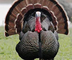 Wild turkey damage to crops and wildlife mostly exaggerated