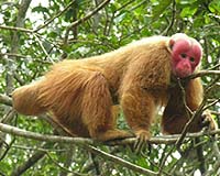 Primates Expect Others To Act Rationally
