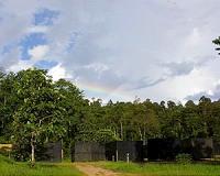 More carbohydrates make trees more resistant to drought