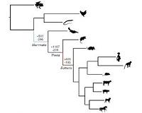Ancient 'genomic parasites' spurred evolution of mammalian pregnancy