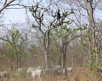 Ancient African cattle first domesticated in Middle East