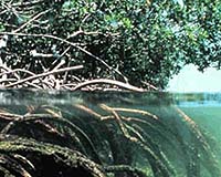 Environmental Protection And Development Not Always At Odds