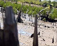 Mangrove destruction partly to blame for Myanmar toll: ASEAN chief